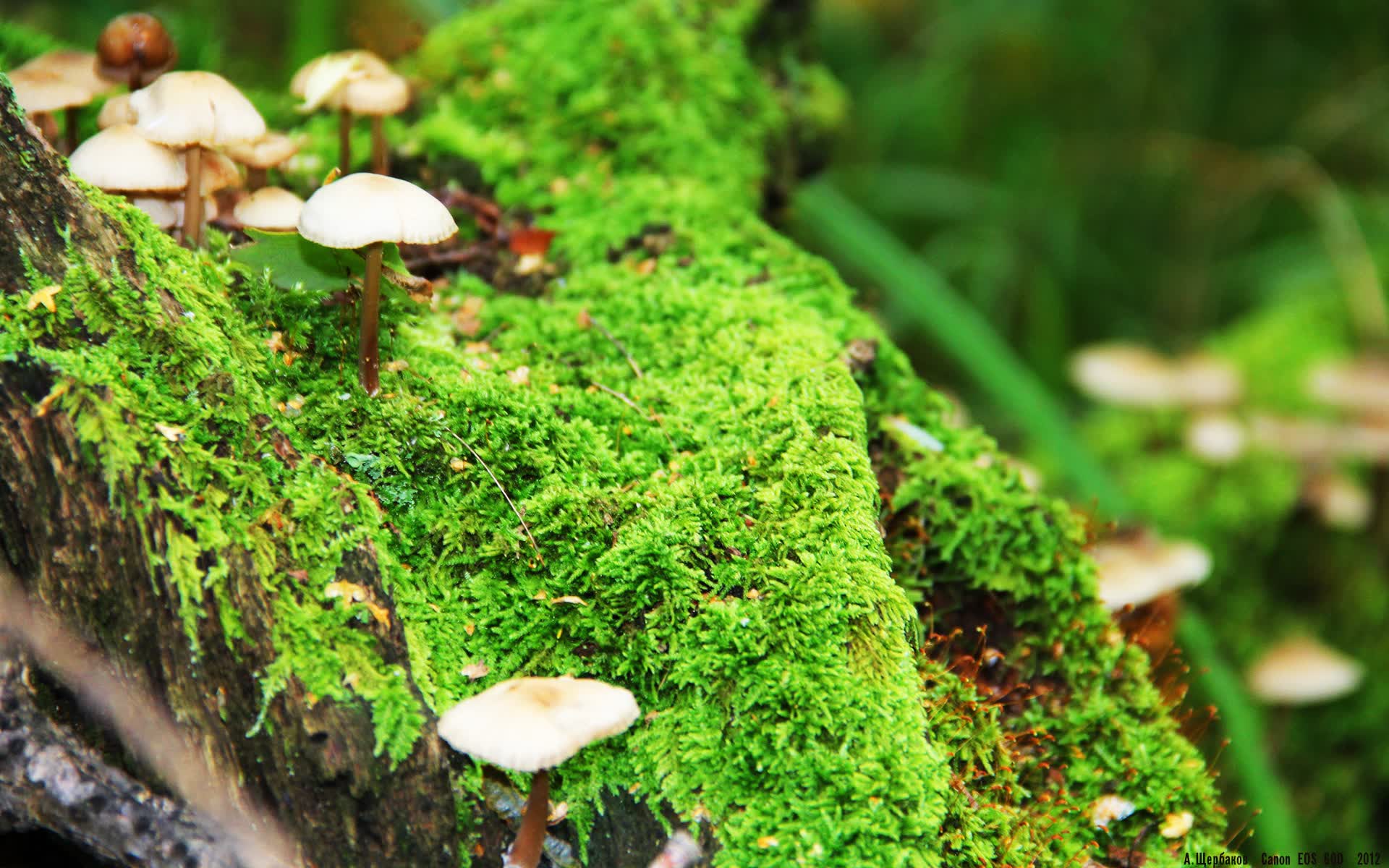 世界举重裁判评分透明化平台用户培训视频上线,全世界举重比赛视频2021